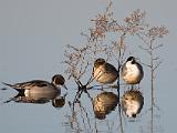 12-A Cosumnes River Preserve